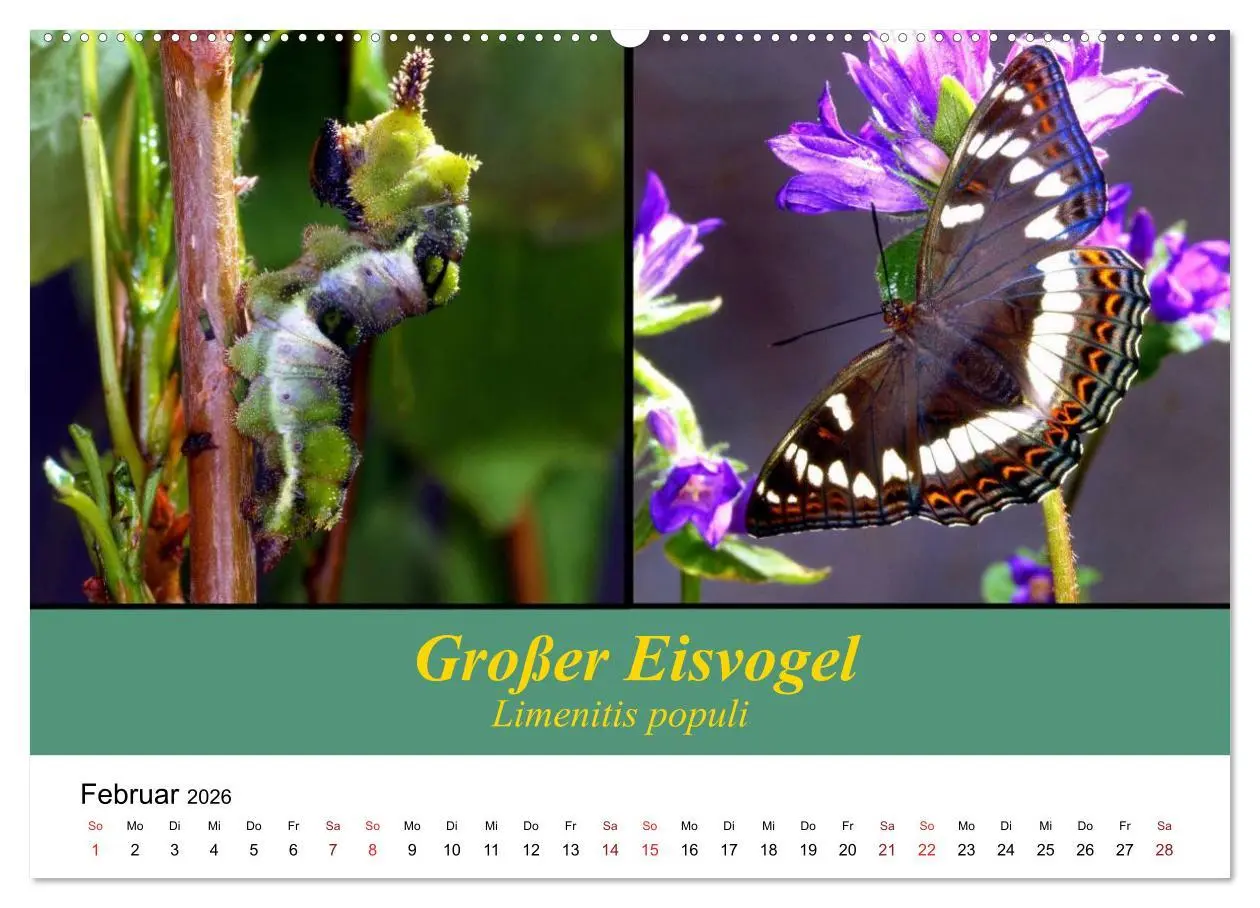 Bild: 9783457958865 | Zwei Leben, Raupe und Schmetterling (Wandkalender 2026 DIN A2...