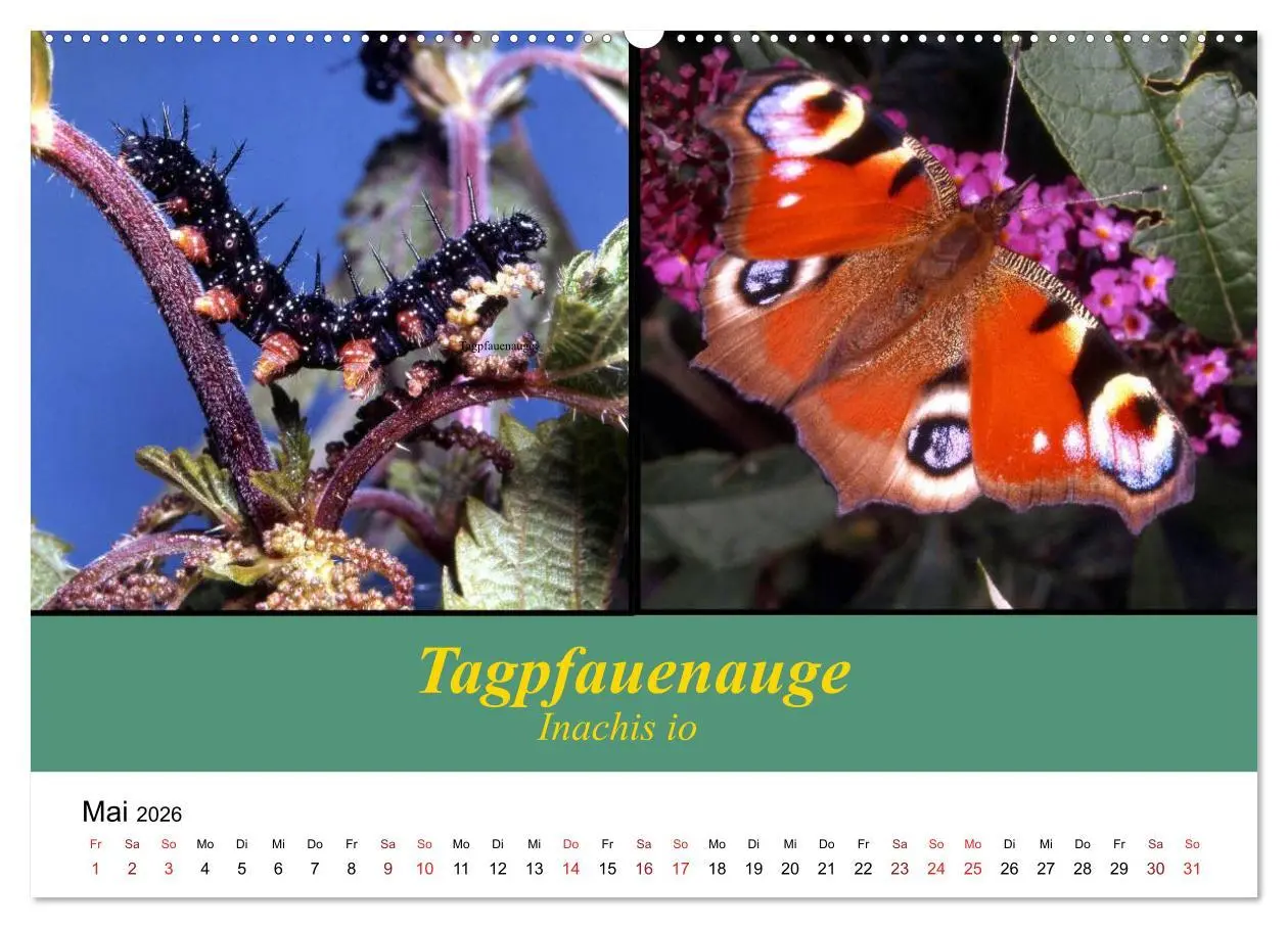 Bild: 9783457958865 | Zwei Leben, Raupe und Schmetterling (Wandkalender 2026 DIN A2...