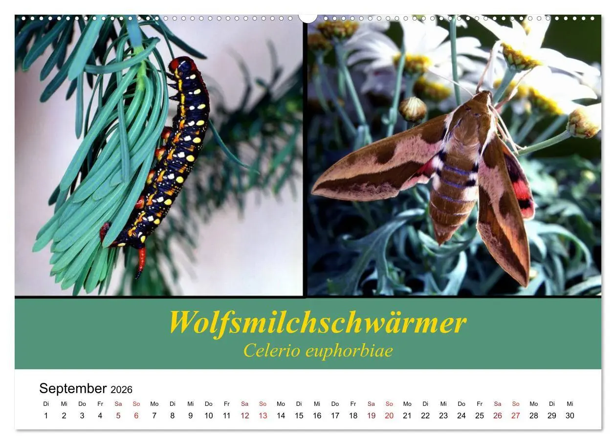 Bild: 9783457958865 | Zwei Leben, Raupe und Schmetterling (Wandkalender 2026 DIN A2...