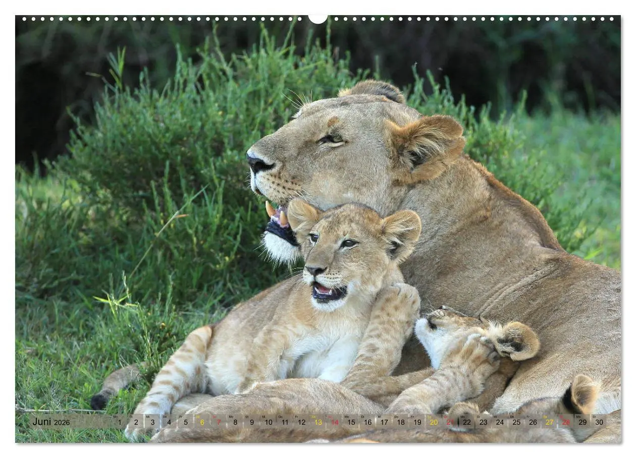 Bild: 9783516048865 | Löwen und Leoparden - Begegnungen in Afrika (hochwertiger Premium...