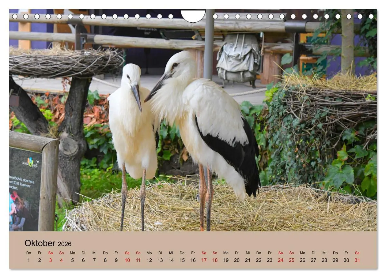 Bild: 9783457568965 | Der Storchenkalender (Wandkalender 2026 DIN A4 quer), CALVENDO...