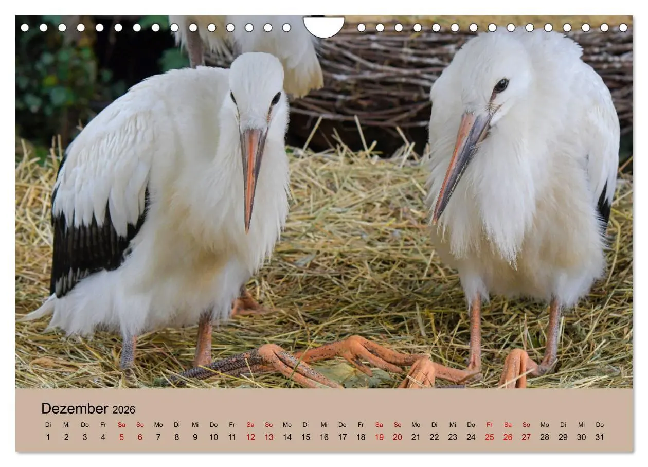 Bild: 9783457568965 | Der Storchenkalender (Wandkalender 2026 DIN A4 quer), CALVENDO...