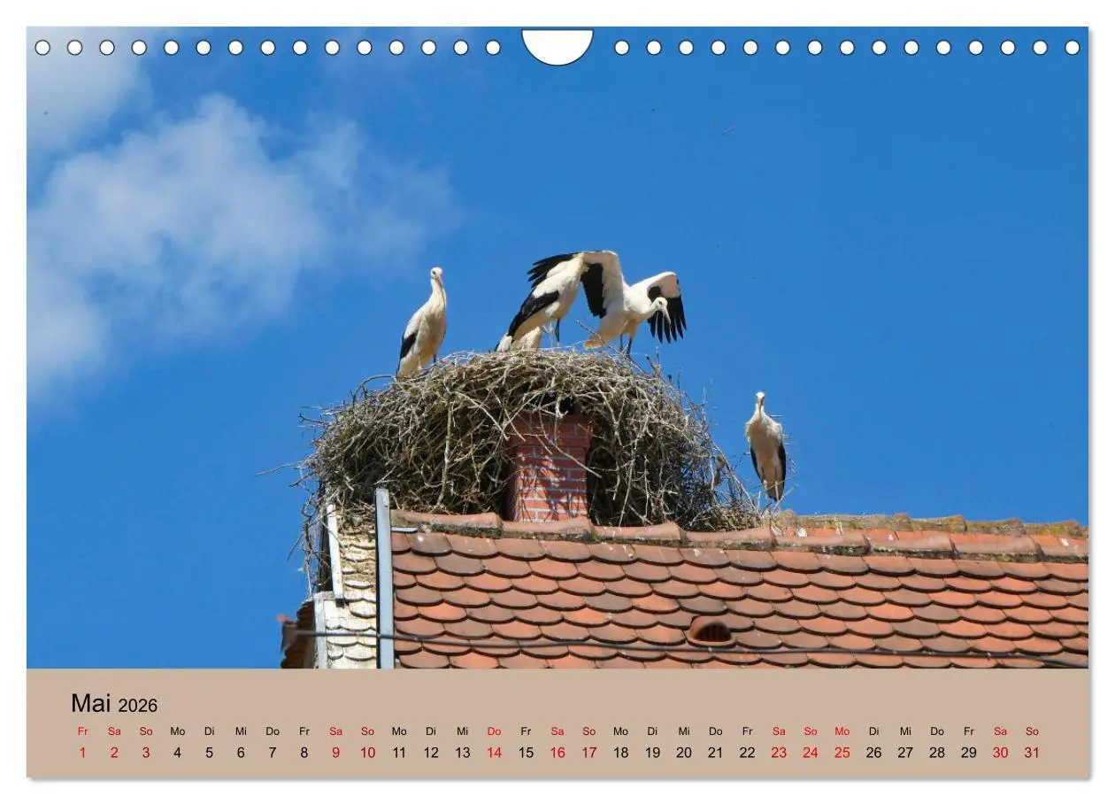 Bild: 9783457568965 | Der Storchenkalender (Wandkalender 2026 DIN A4 quer), CALVENDO...