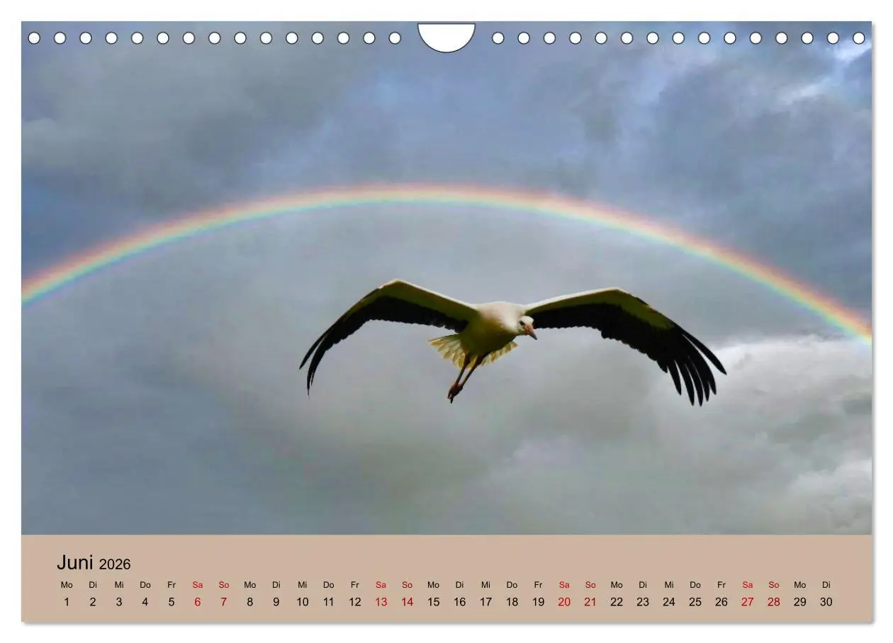 Bild: 9783457568965 | Der Storchenkalender (Wandkalender 2026 DIN A4 quer), CALVENDO...