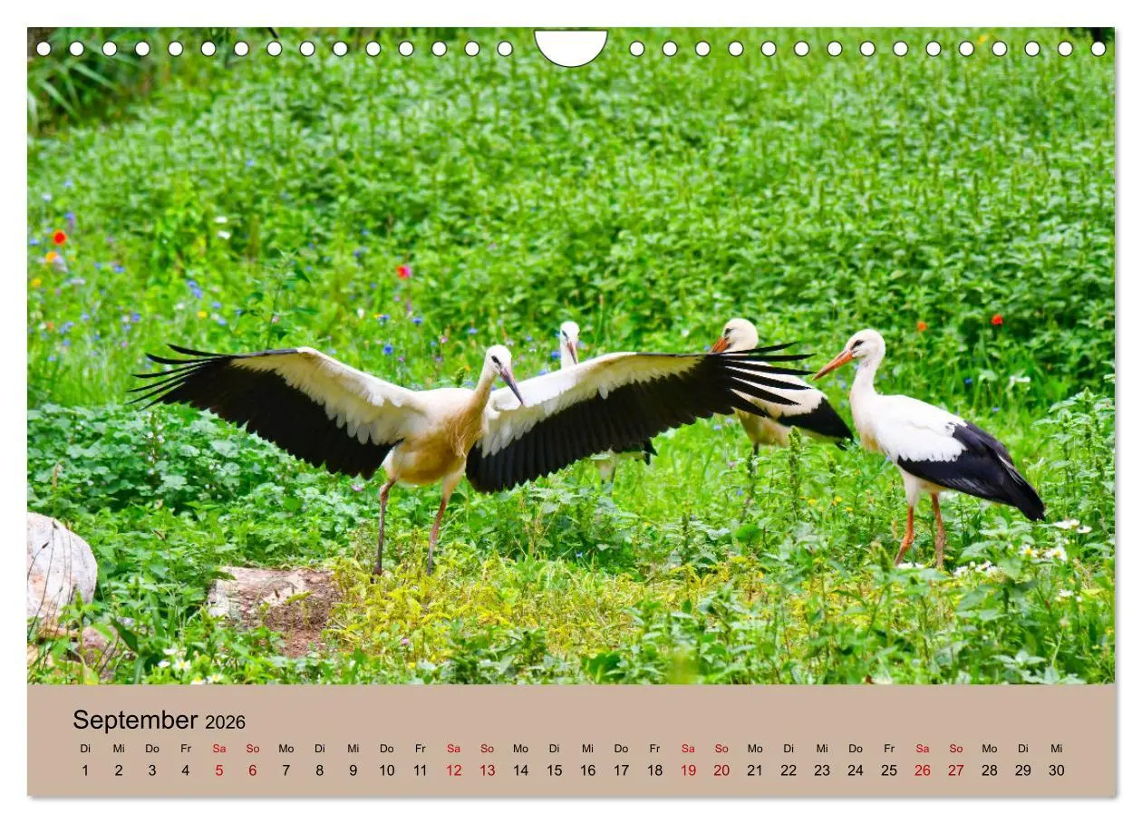 Bild: 9783457568965 | Der Storchenkalender (Wandkalender 2026 DIN A4 quer), CALVENDO...