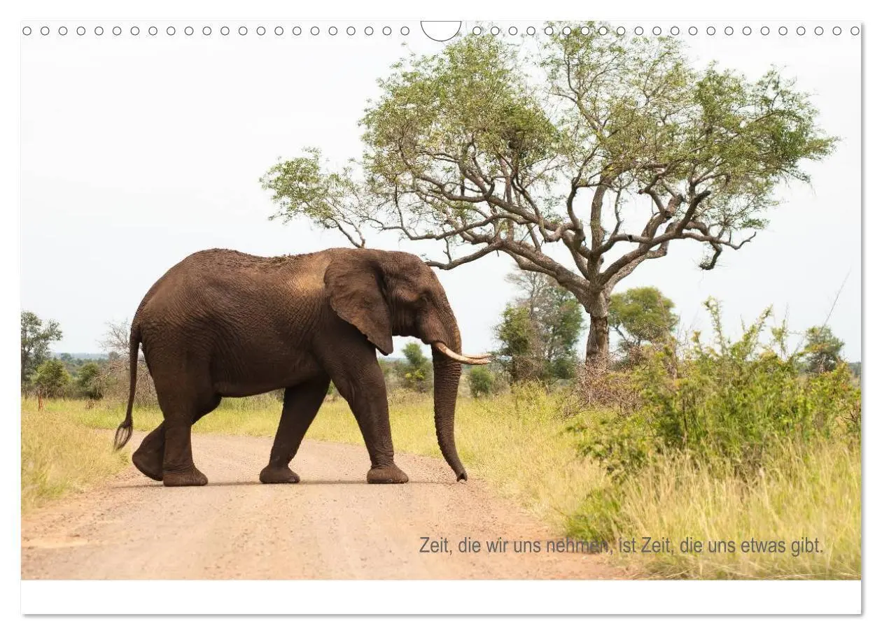 Bild: 9783435819065 | Tierische Glücksmomente mit Weisheiten (Wandkalender 2025 DIN A3...