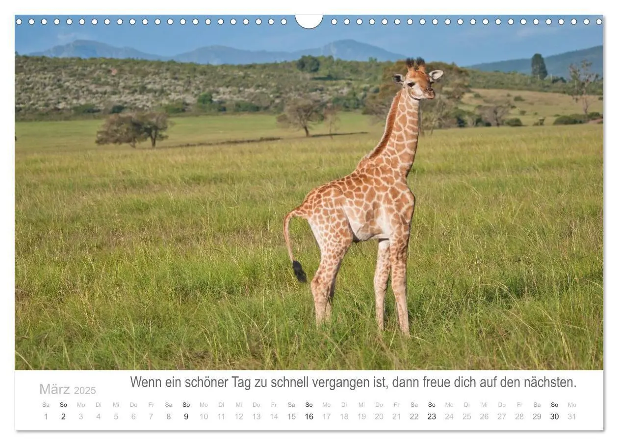 Bild: 9783435819065 | Tierische Glücksmomente mit Weisheiten (Wandkalender 2025 DIN A3...