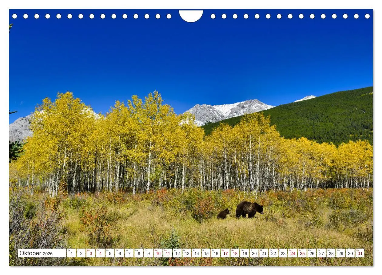 Bild: 9783457369265 | KANADA - Die Bären der Rocky Mountains (Wandkalender 2026 DIN A4...