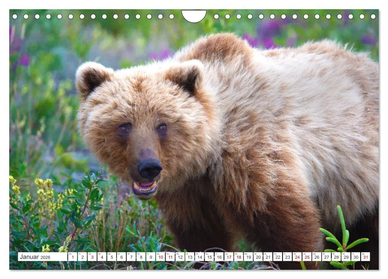 Bild: 9783457369265 | KANADA - Die Bären der Rocky Mountains (Wandkalender 2026 DIN A4...
