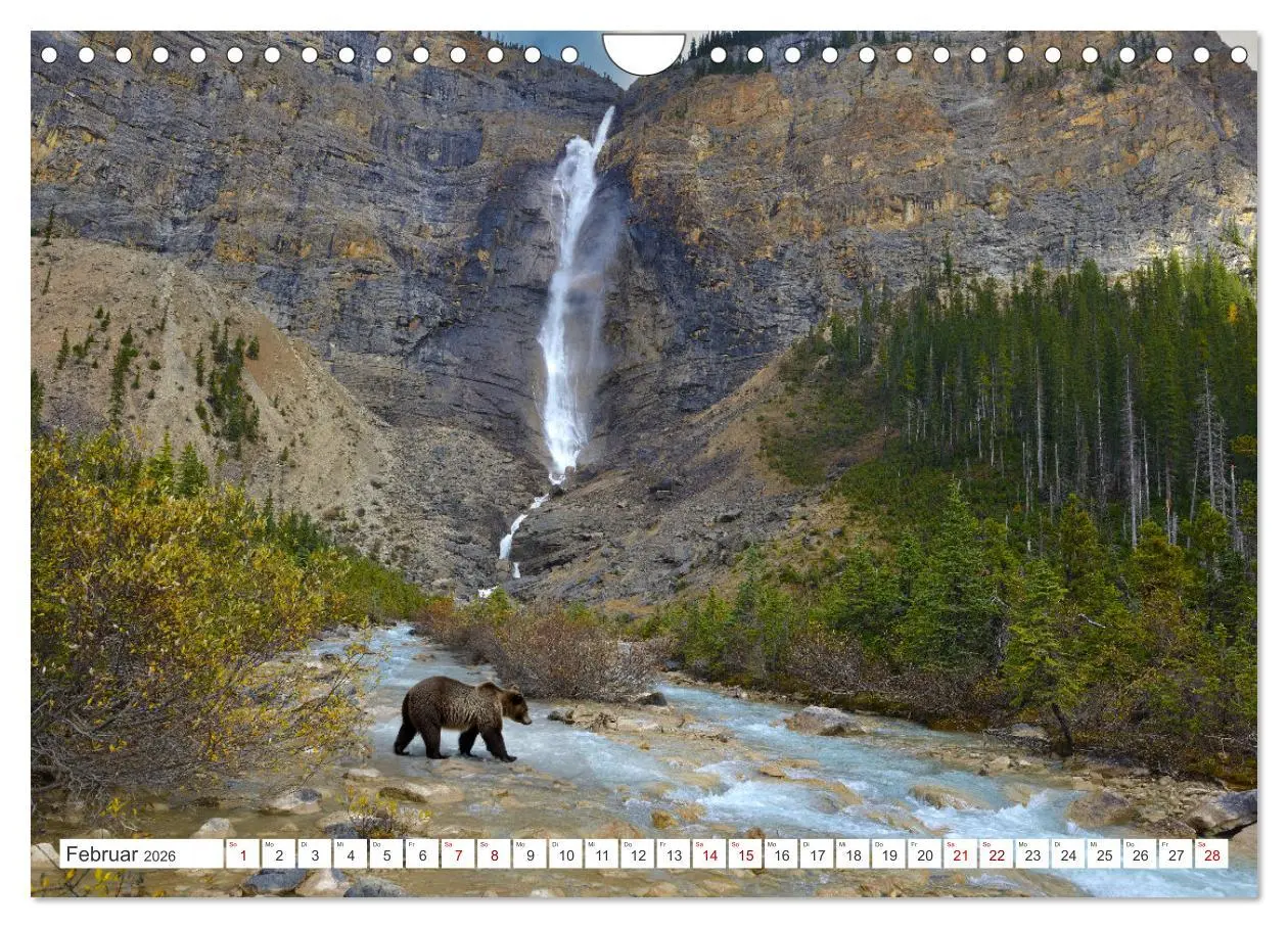 Bild: 9783457369265 | KANADA - Die Bären der Rocky Mountains (Wandkalender 2026 DIN A4...