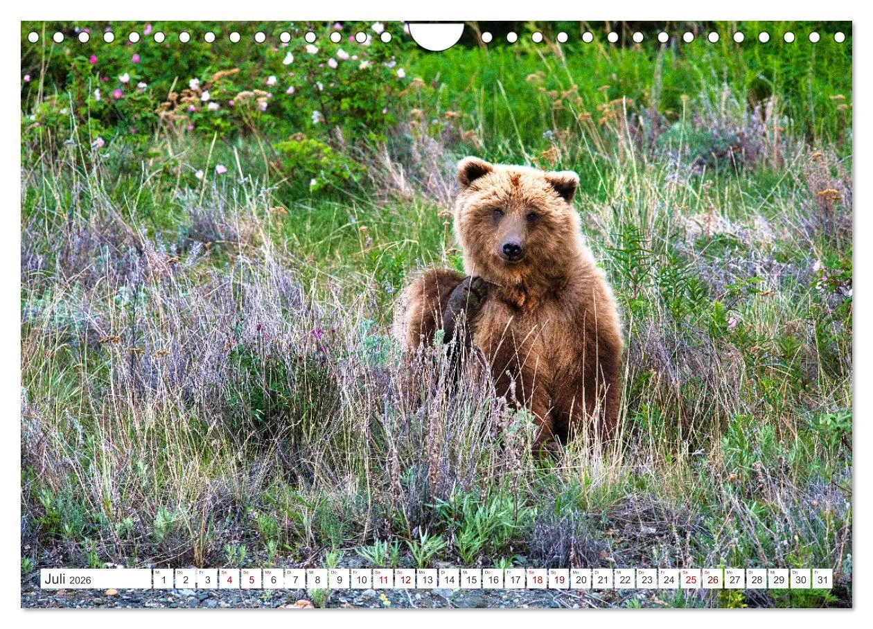 Bild: 9783457369265 | KANADA - Die Bären der Rocky Mountains (Wandkalender 2026 DIN A4...