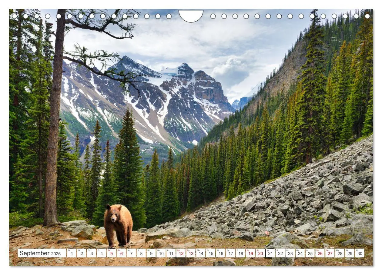 Bild: 9783457369265 | KANADA - Die Bären der Rocky Mountains (Wandkalender 2026 DIN A4...