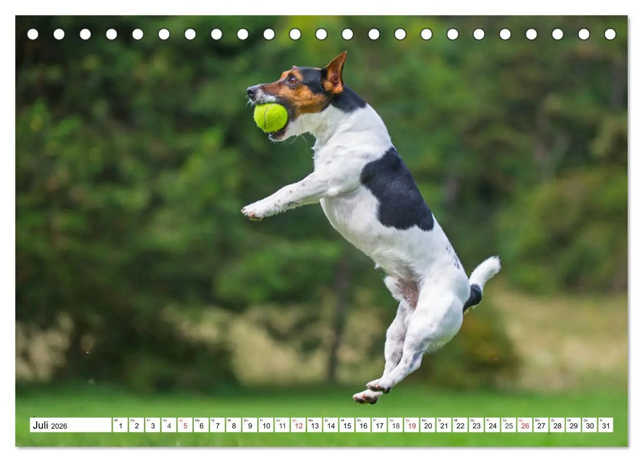 Bild: 9783457809365 | 100000 Volt auf vier Pfoten - Jack und Parson Russell Terrier...