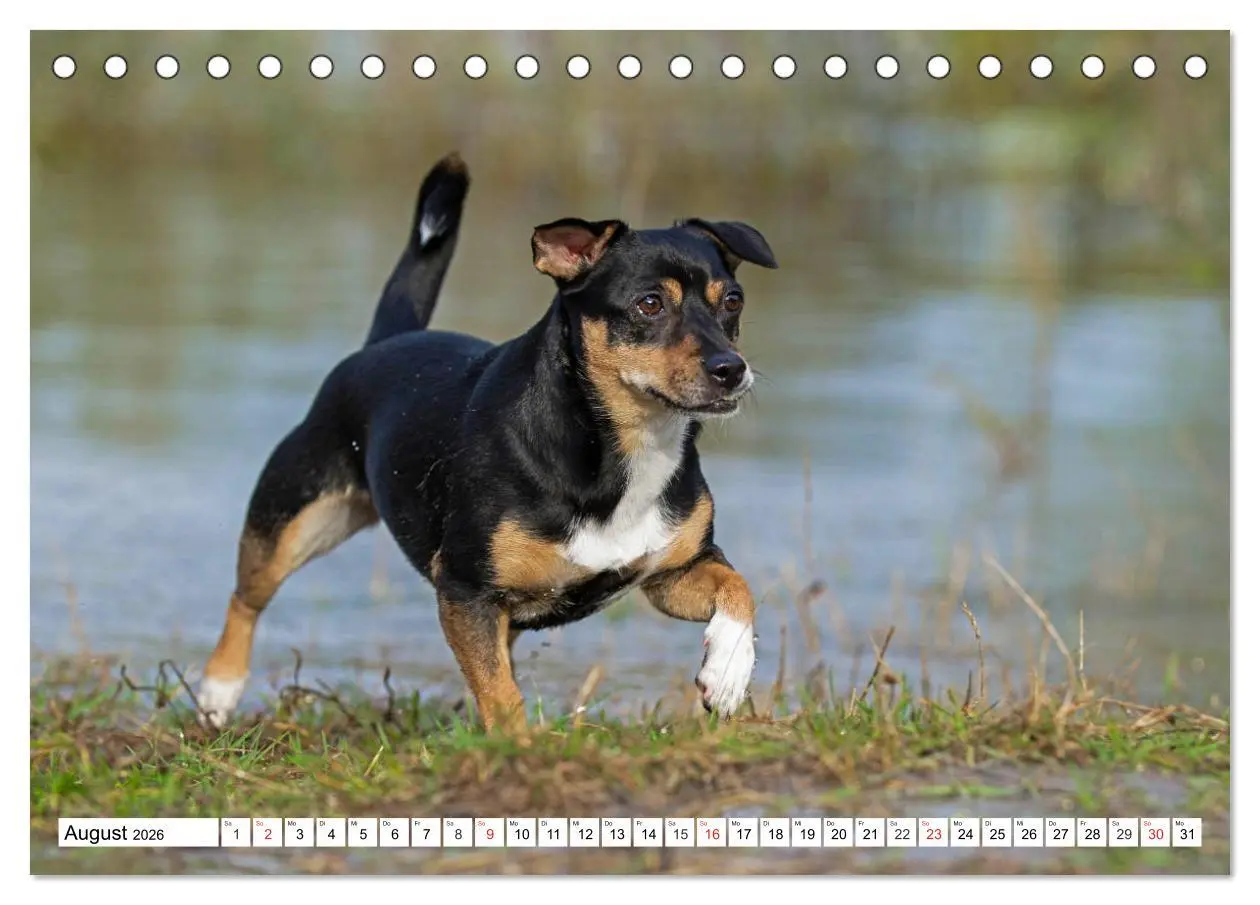 Bild: 9783457809365 | 100000 Volt auf vier Pfoten - Jack und Parson Russell Terrier...