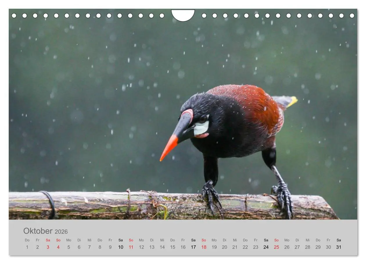 Bild: 9783516069365 | Costa Rica - Exotische Vögel im Regenwald (Wandkalender 2026 DIN A4...