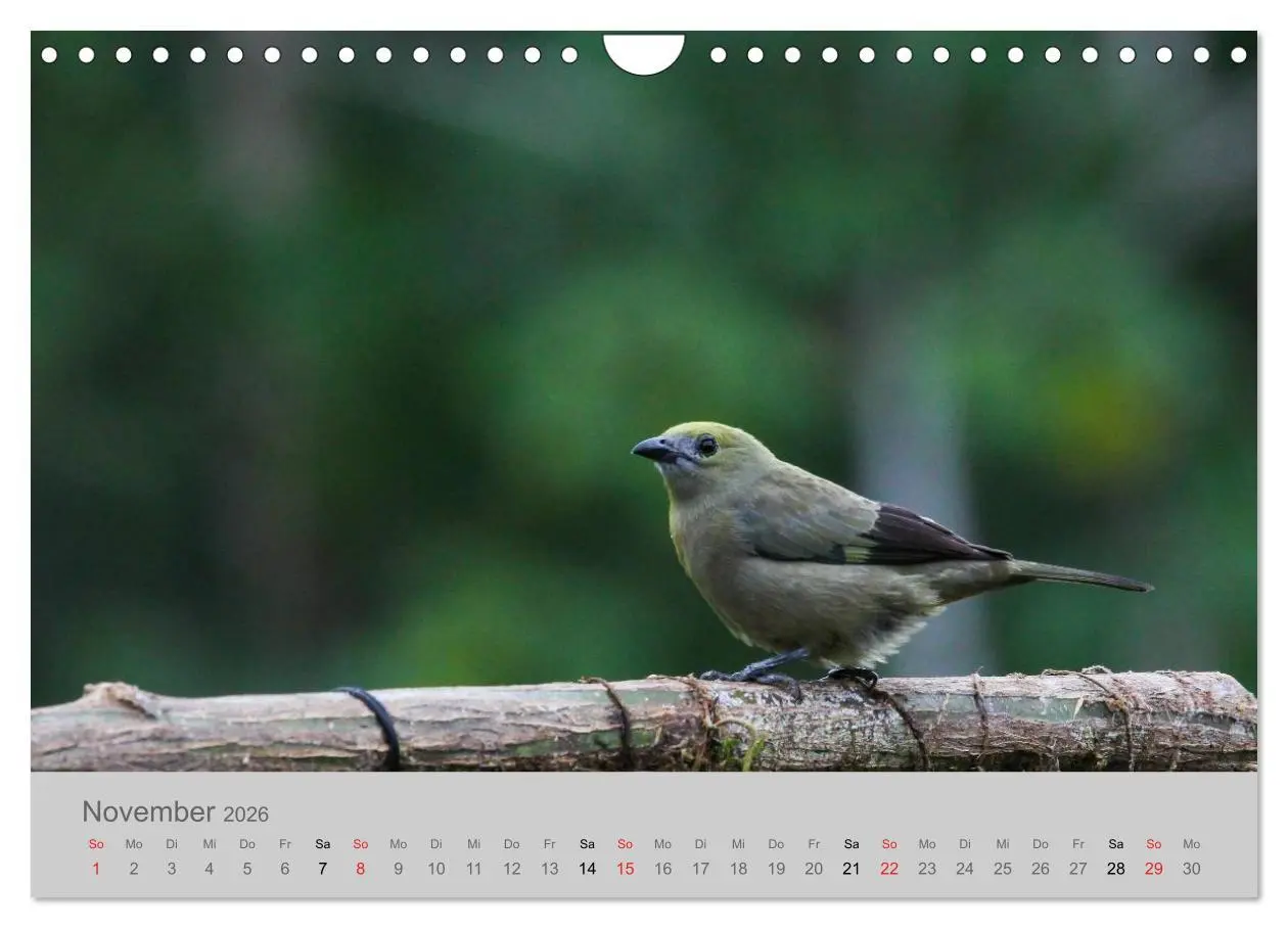Bild: 9783516069365 | Costa Rica - Exotische Vögel im Regenwald (Wandkalender 2026 DIN A4...