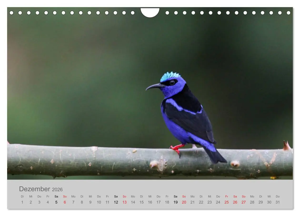 Bild: 9783516069365 | Costa Rica - Exotische Vögel im Regenwald (Wandkalender 2026 DIN A4...