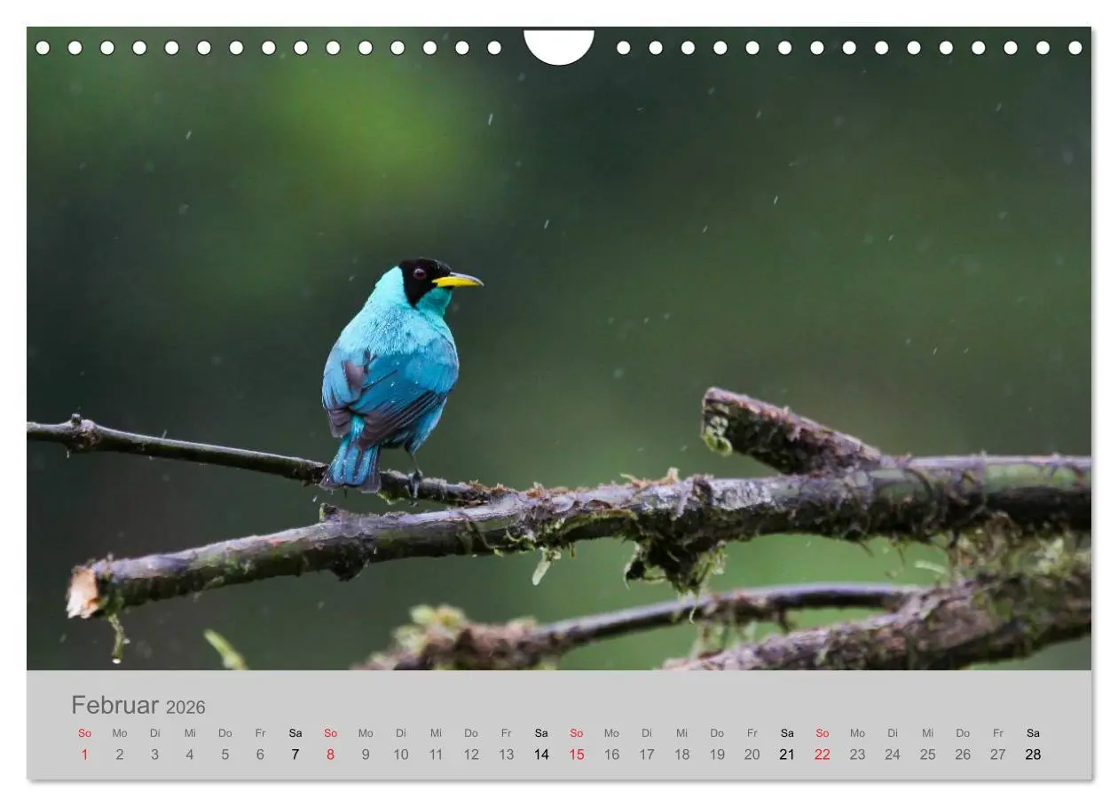 Bild: 9783516069365 | Costa Rica - Exotische Vögel im Regenwald (Wandkalender 2026 DIN A4...