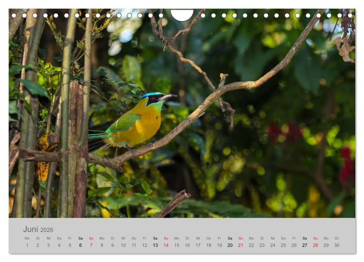 Bild: 9783516069365 | Costa Rica - Exotische Vögel im Regenwald (Wandkalender 2026 DIN A4...