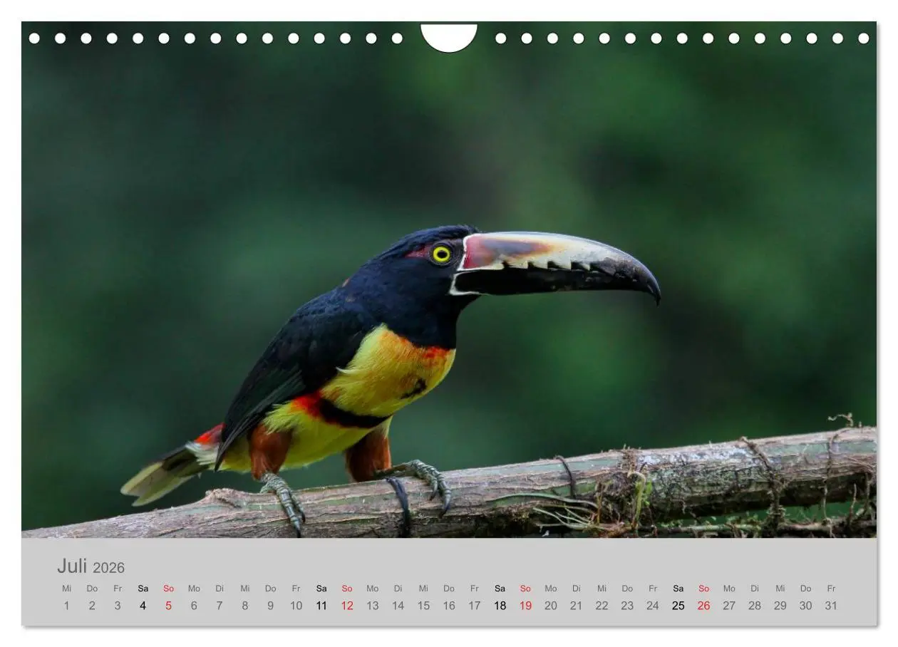 Bild: 9783516069365 | Costa Rica - Exotische Vögel im Regenwald (Wandkalender 2026 DIN A4...