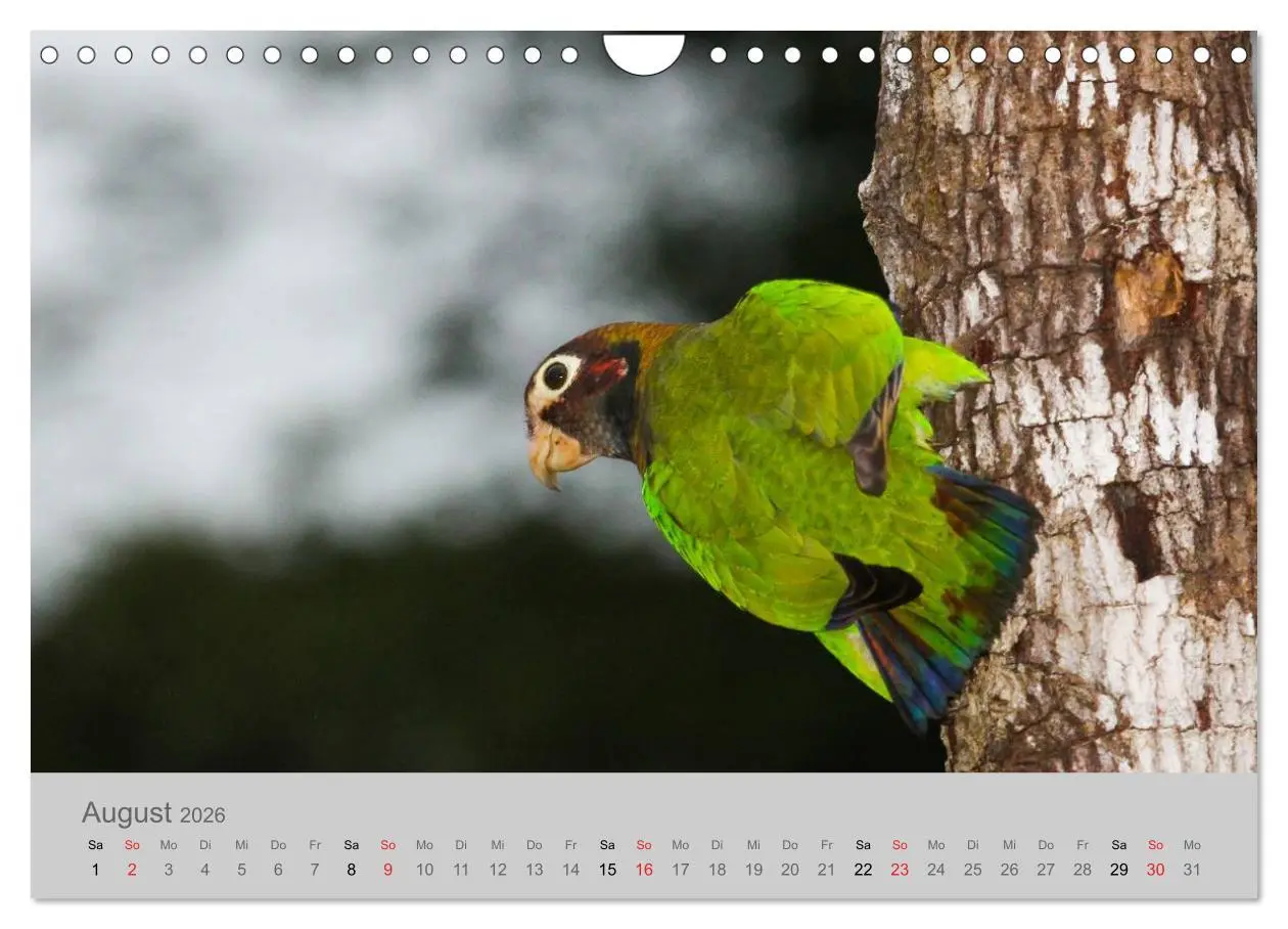 Bild: 9783516069365 | Costa Rica - Exotische Vögel im Regenwald (Wandkalender 2026 DIN A4...