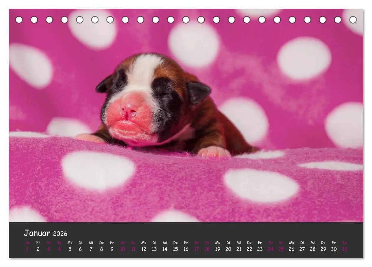 Bild: 9783516139365 | Wenn ich groß bin werd' ich Boxer (Tischkalender 2026 DIN A5 quer),...