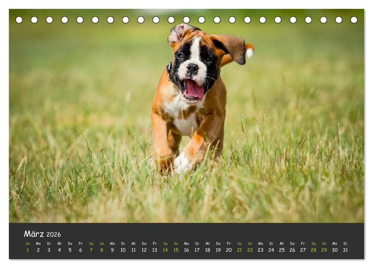 Bild: 9783516139365 | Wenn ich groß bin werd' ich Boxer (Tischkalender 2026 DIN A5 quer),...