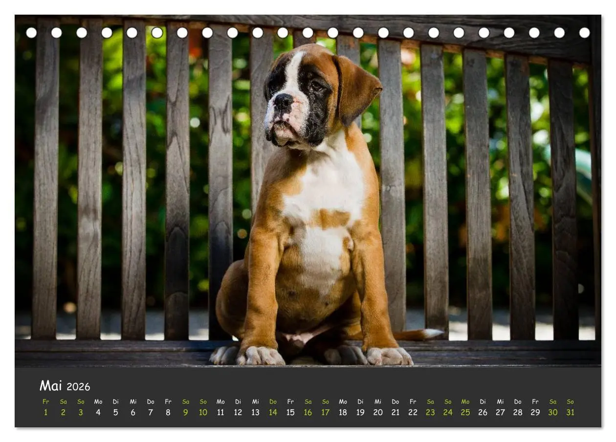 Bild: 9783516139365 | Wenn ich groß bin werd' ich Boxer (Tischkalender 2026 DIN A5 quer),...