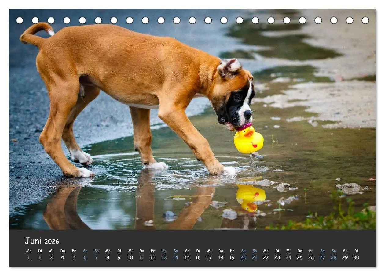Bild: 9783516139365 | Wenn ich groß bin werd' ich Boxer (Tischkalender 2026 DIN A5 quer),...