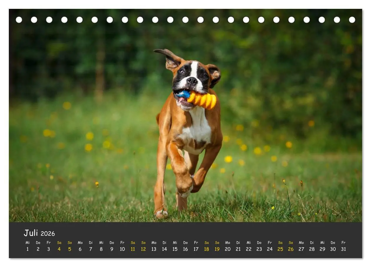 Bild: 9783516139365 | Wenn ich groß bin werd' ich Boxer (Tischkalender 2026 DIN A5 quer),...