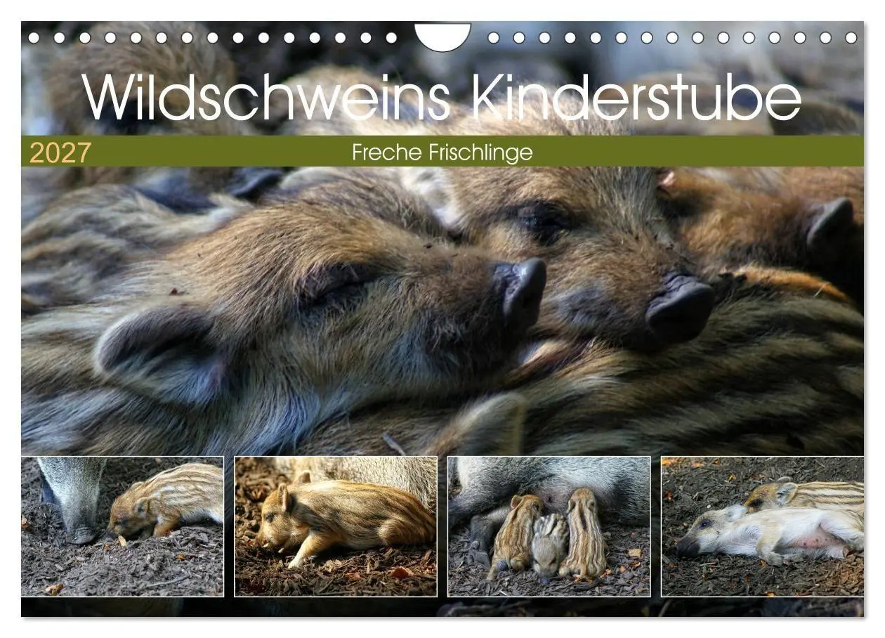 Cover: 9783569849365 | Wildschweins Kinderstube - Freche Frischlinge (Wandkalender 2027...