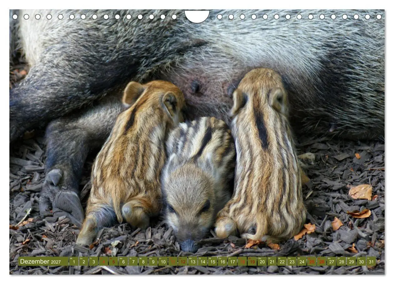 Bild: 9783569849365 | Wildschweins Kinderstube - Freche Frischlinge (Wandkalender 2027...