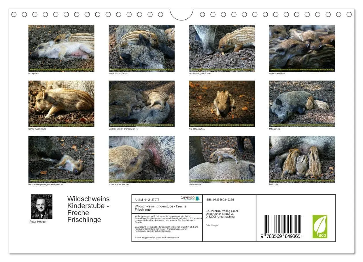 Bild: 9783569849365 | Wildschweins Kinderstube - Freche Frischlinge (Wandkalender 2027...