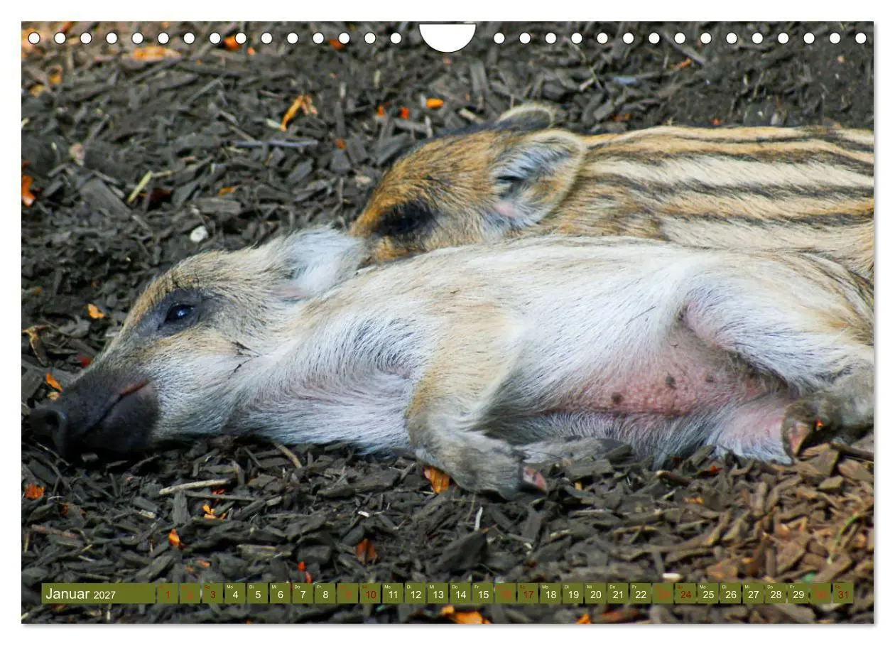 Bild: 9783569849365 | Wildschweins Kinderstube - Freche Frischlinge (Wandkalender 2027...
