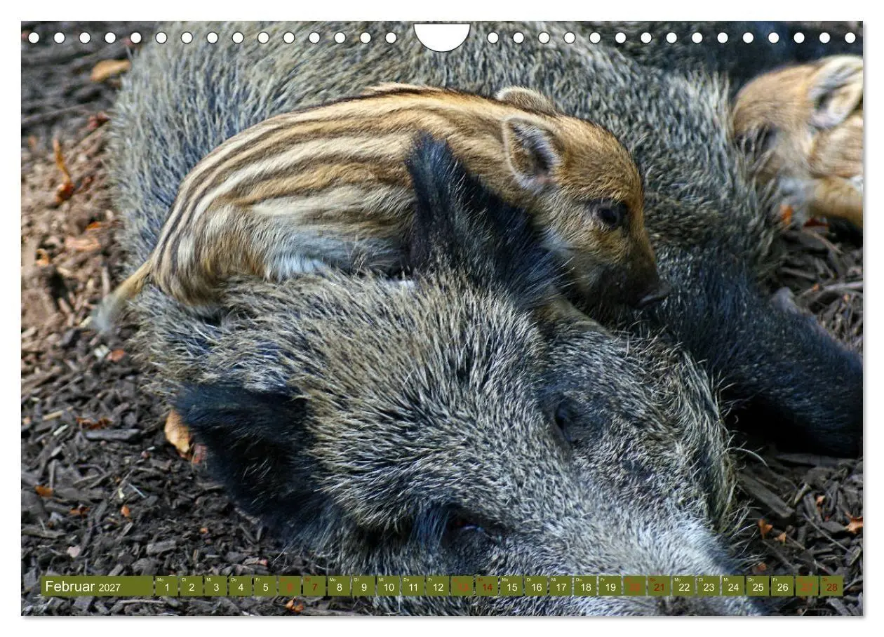 Bild: 9783569849365 | Wildschweins Kinderstube - Freche Frischlinge (Wandkalender 2027...