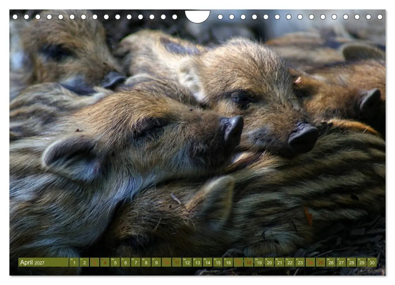 Bild: 9783569849365 | Wildschweins Kinderstube - Freche Frischlinge (Wandkalender 2027...