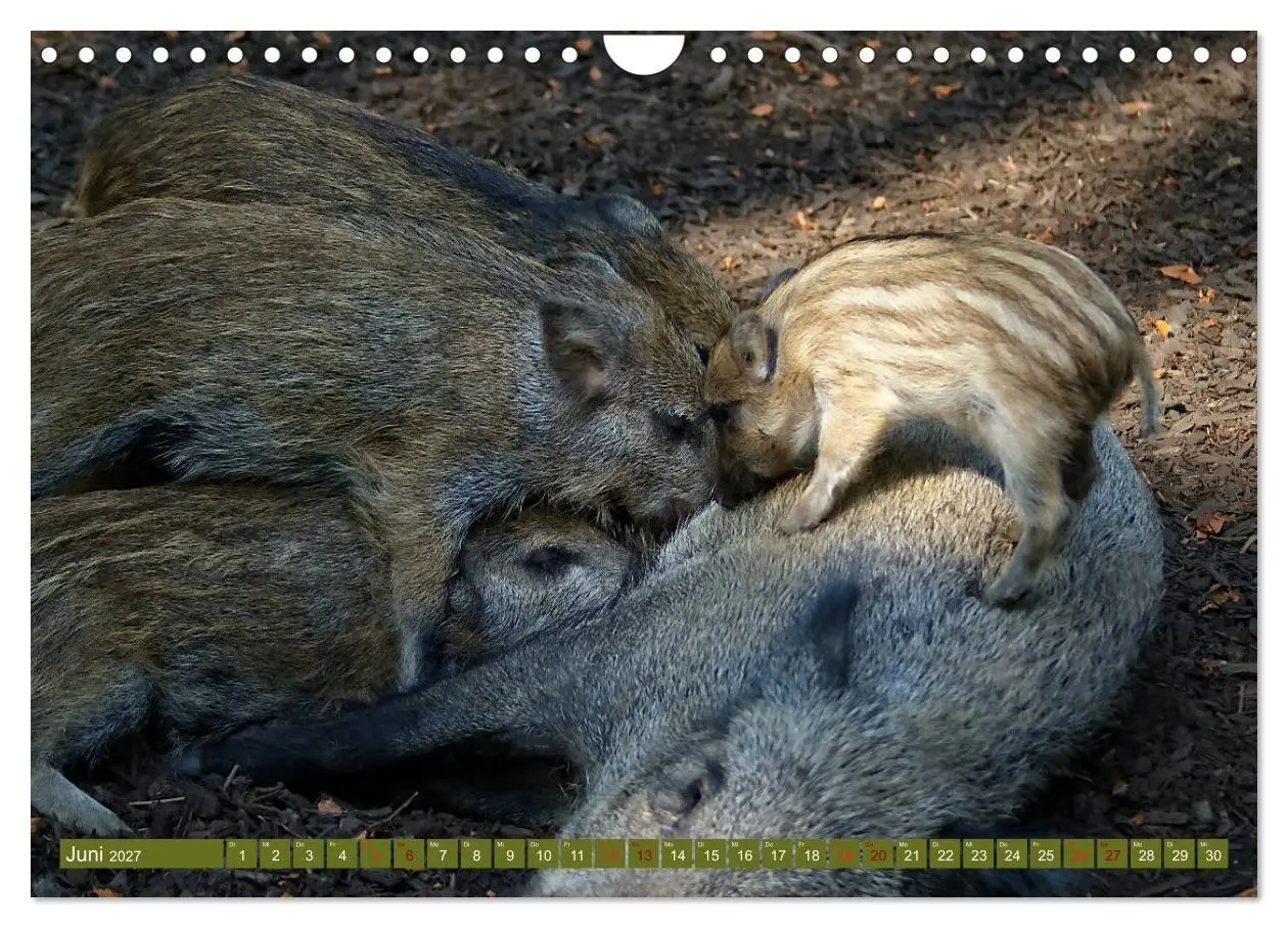 Bild: 9783569849365 | Wildschweins Kinderstube - Freche Frischlinge (Wandkalender 2027...