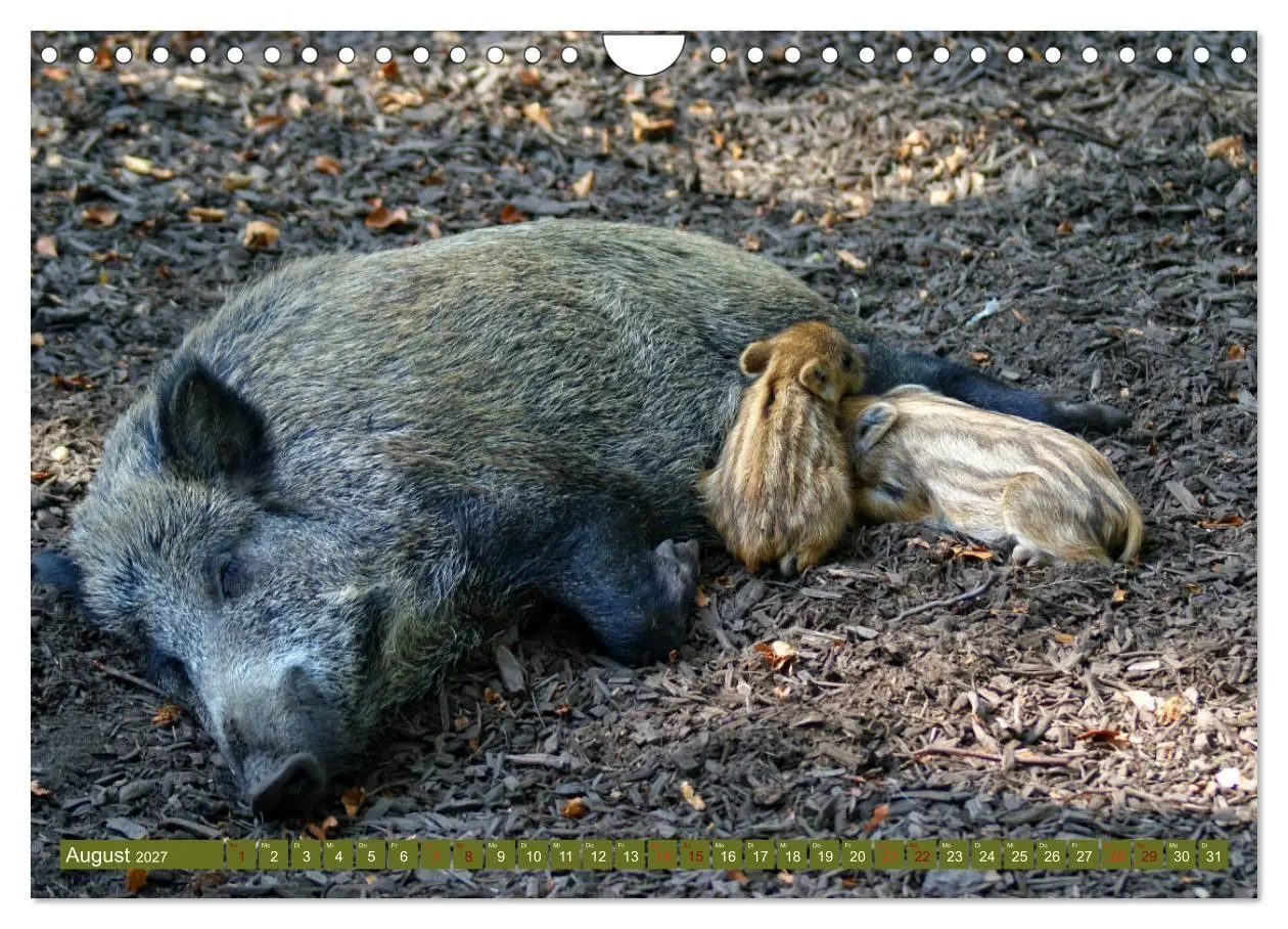 Bild: 9783569849365 | Wildschweins Kinderstube - Freche Frischlinge (Wandkalender 2027...