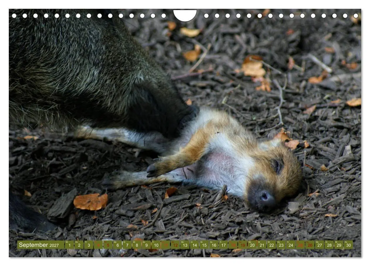 Bild: 9783569849365 | Wildschweins Kinderstube - Freche Frischlinge (Wandkalender 2027...