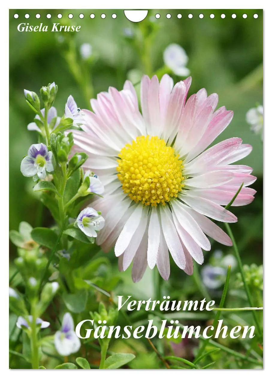 Cover: 9783516369465 | Verträumte Gänseblümchen (Wandkalender 2026 DIN A4 hoch), CALVENDO...