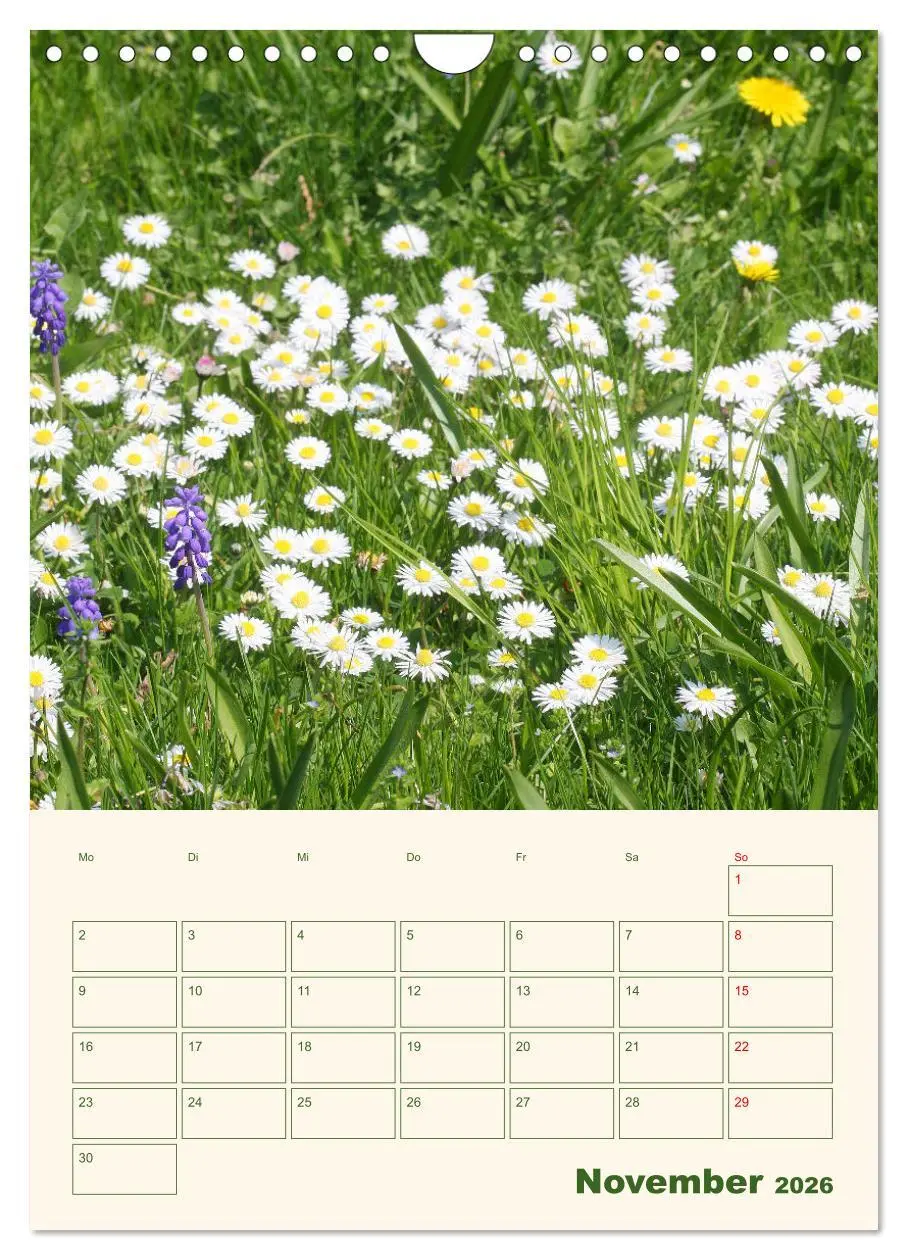 Bild: 9783516369465 | Verträumte Gänseblümchen (Wandkalender 2026 DIN A4 hoch), CALVENDO...