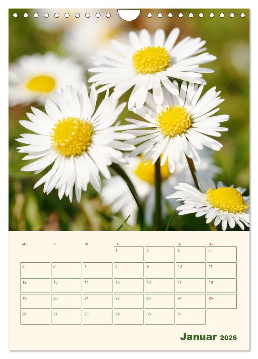 Bild: 9783516369465 | Verträumte Gänseblümchen (Wandkalender 2026 DIN A4 hoch), CALVENDO...