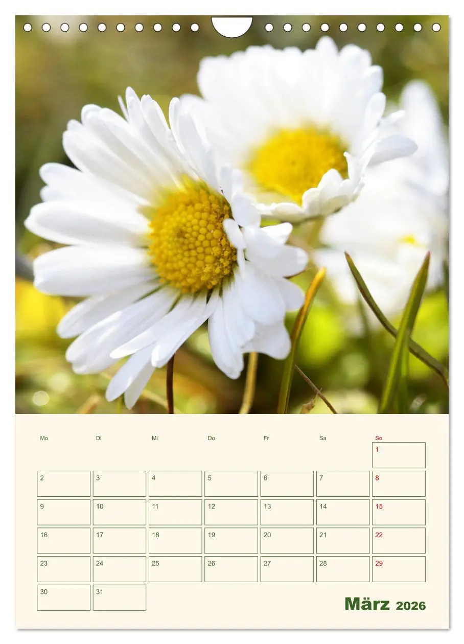 Bild: 9783516369465 | Verträumte Gänseblümchen (Wandkalender 2026 DIN A4 hoch), CALVENDO...