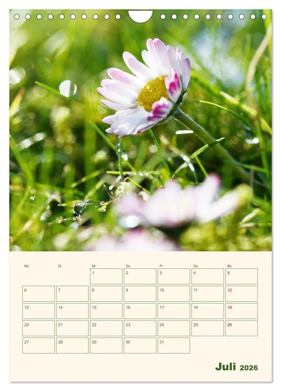 Bild: 9783516369465 | Verträumte Gänseblümchen (Wandkalender 2026 DIN A4 hoch), CALVENDO...