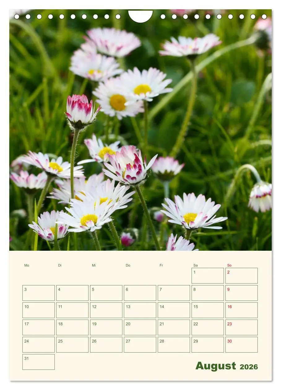Bild: 9783516369465 | Verträumte Gänseblümchen (Wandkalender 2026 DIN A4 hoch), CALVENDO...