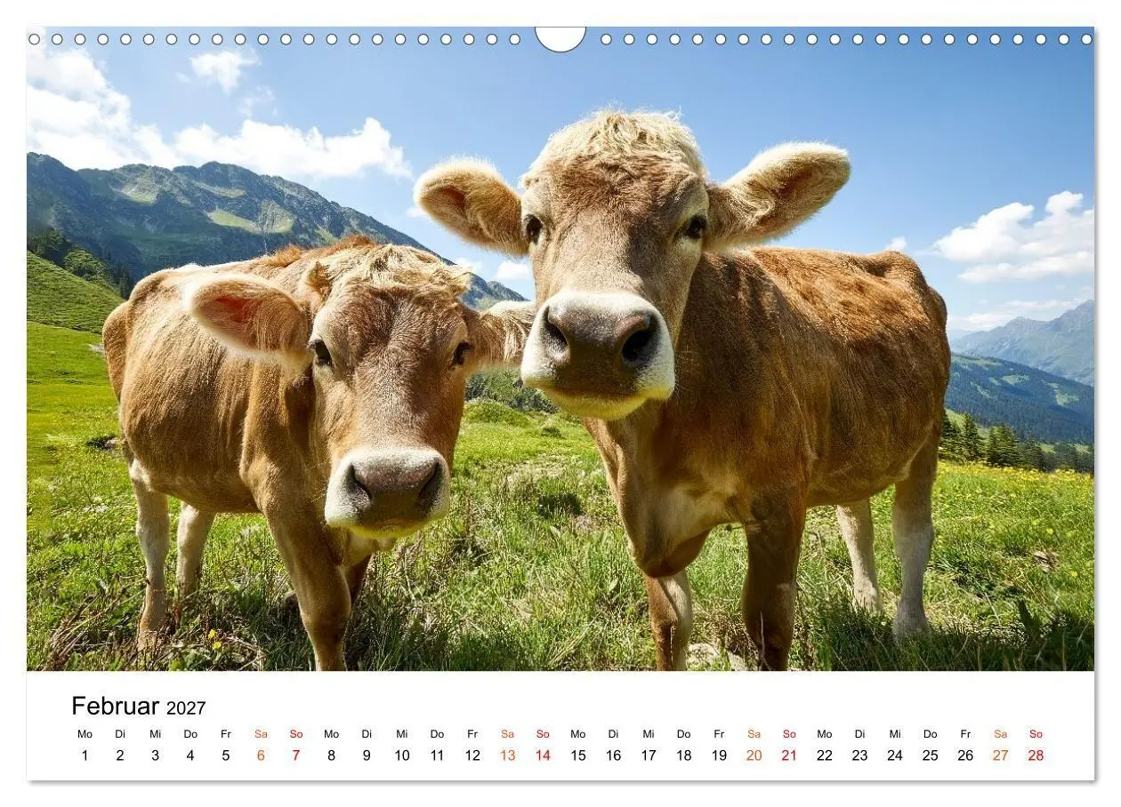 Bild: 9783516819465 | Bergkühe auf der Alm - Natur pur (Wandkalender 2027 DIN A3 quer),...