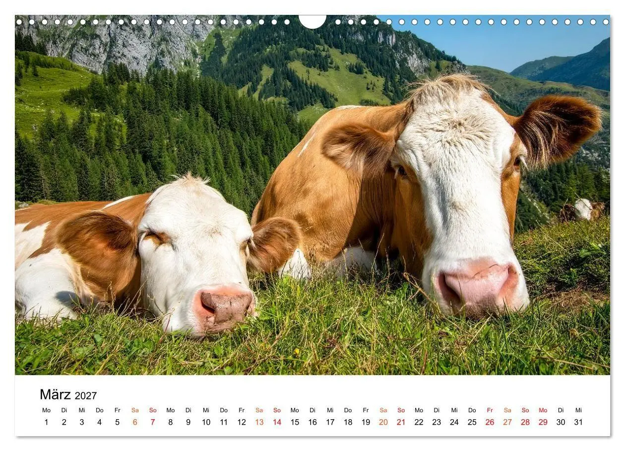 Bild: 9783516819465 | Bergkühe auf der Alm - Natur pur (Wandkalender 2027 DIN A3 quer),...