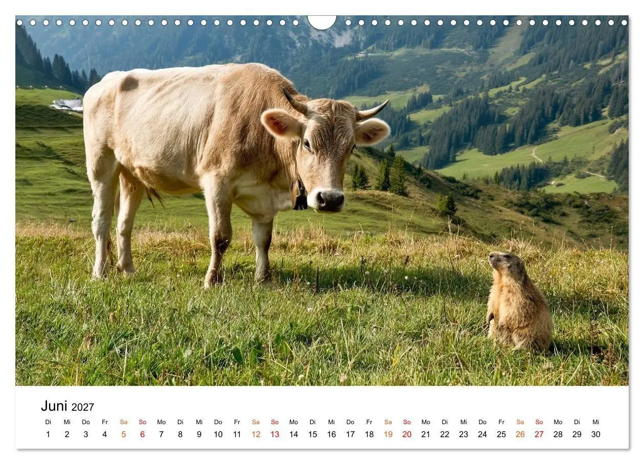 Bild: 9783516819465 | Bergkühe auf der Alm - Natur pur (Wandkalender 2027 DIN A3 quer),...