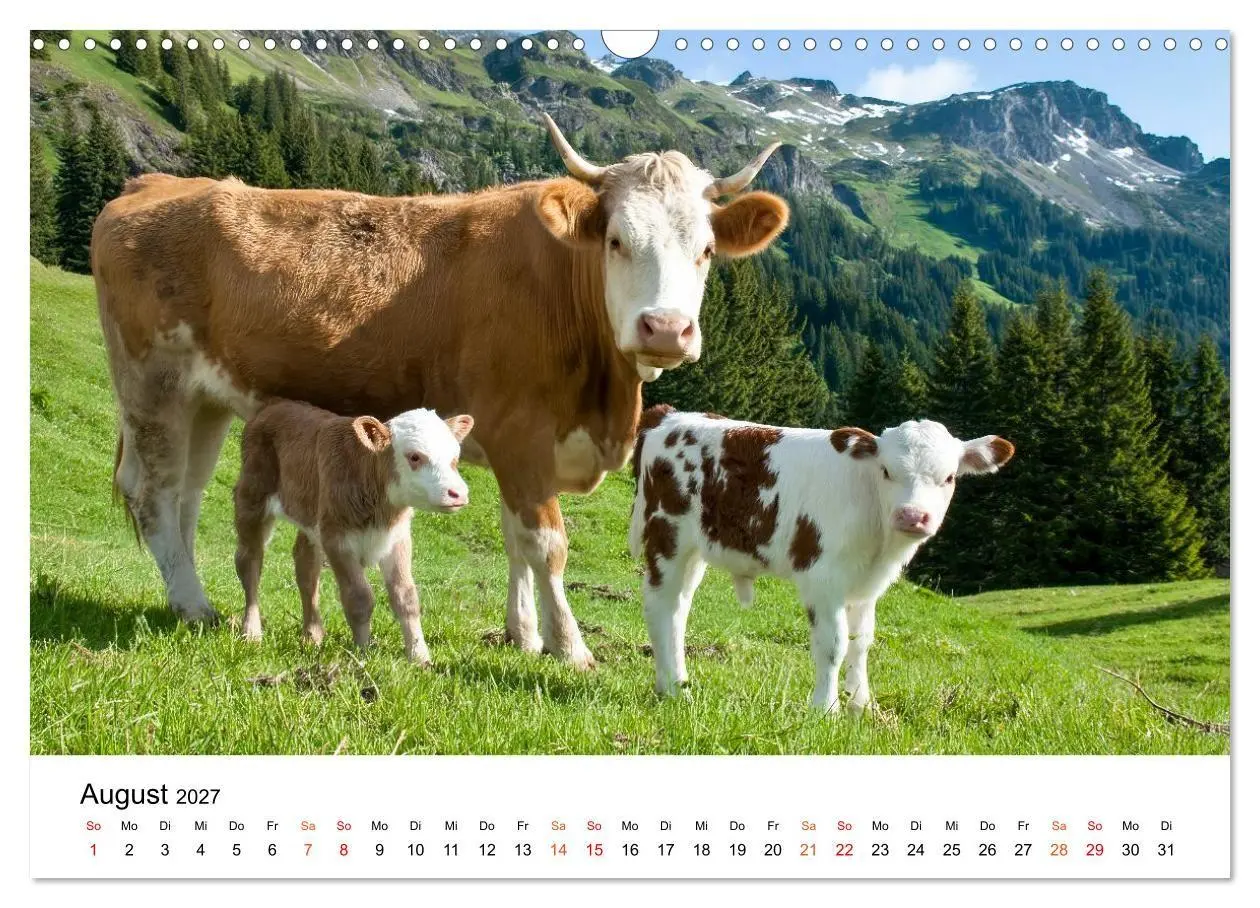 Bild: 9783516819465 | Bergkühe auf der Alm - Natur pur (Wandkalender 2027 DIN A3 quer),...