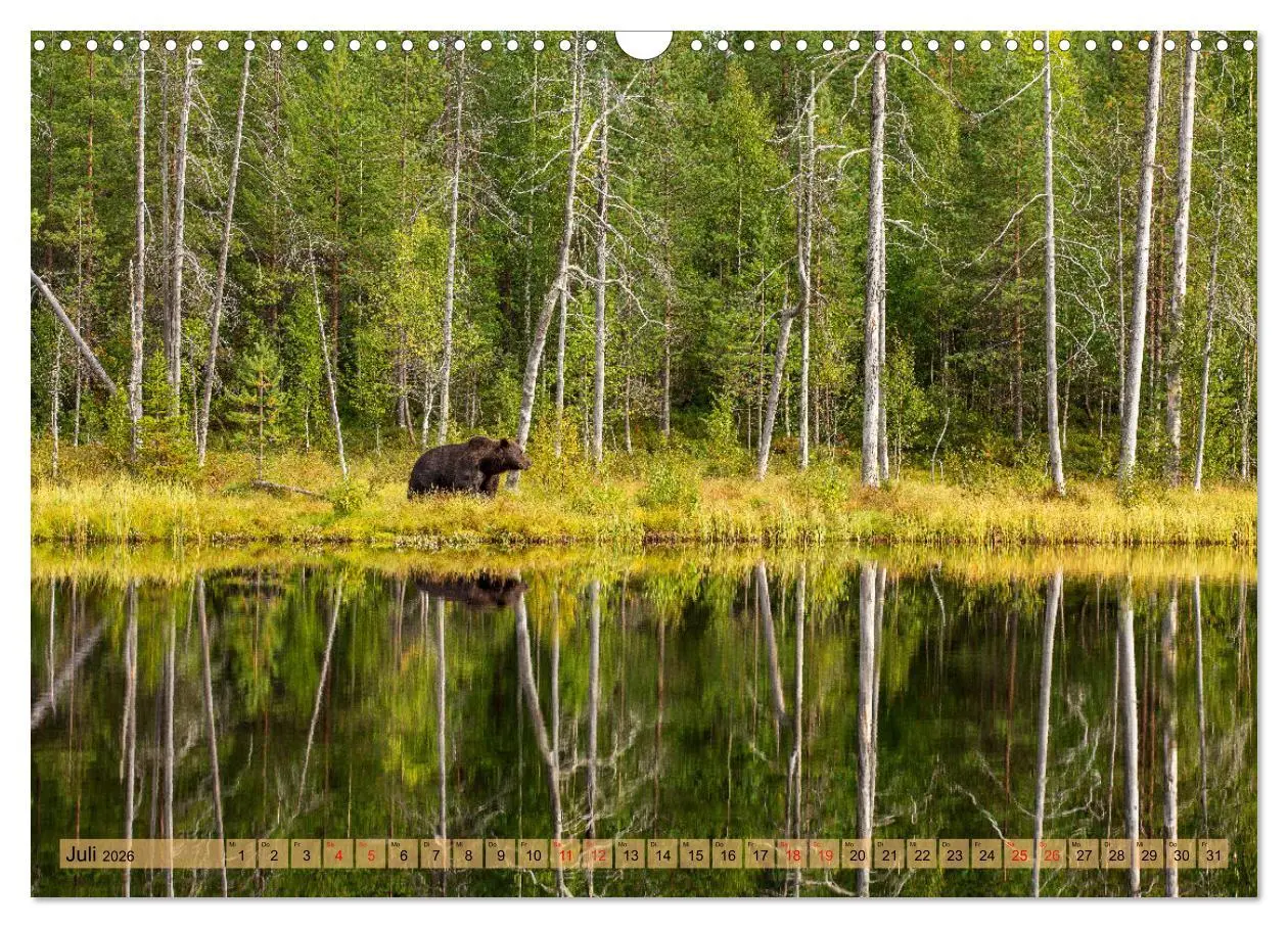 Bild: 9783457409565 | Wildes Finnland (Wandkalender 2026 DIN A3 quer), CALVENDO...